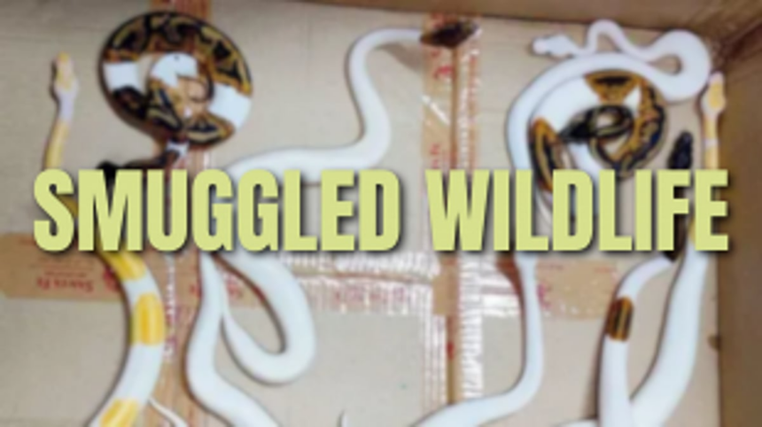Mumbai Airport Wildlife Smuggling Bust: DRI Nabs Courier with Exotic Snakes