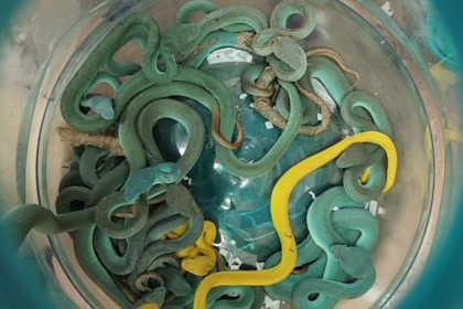 Mumbai customs seize 44 venomous snakes, turtles in major wildlife smuggling bust
