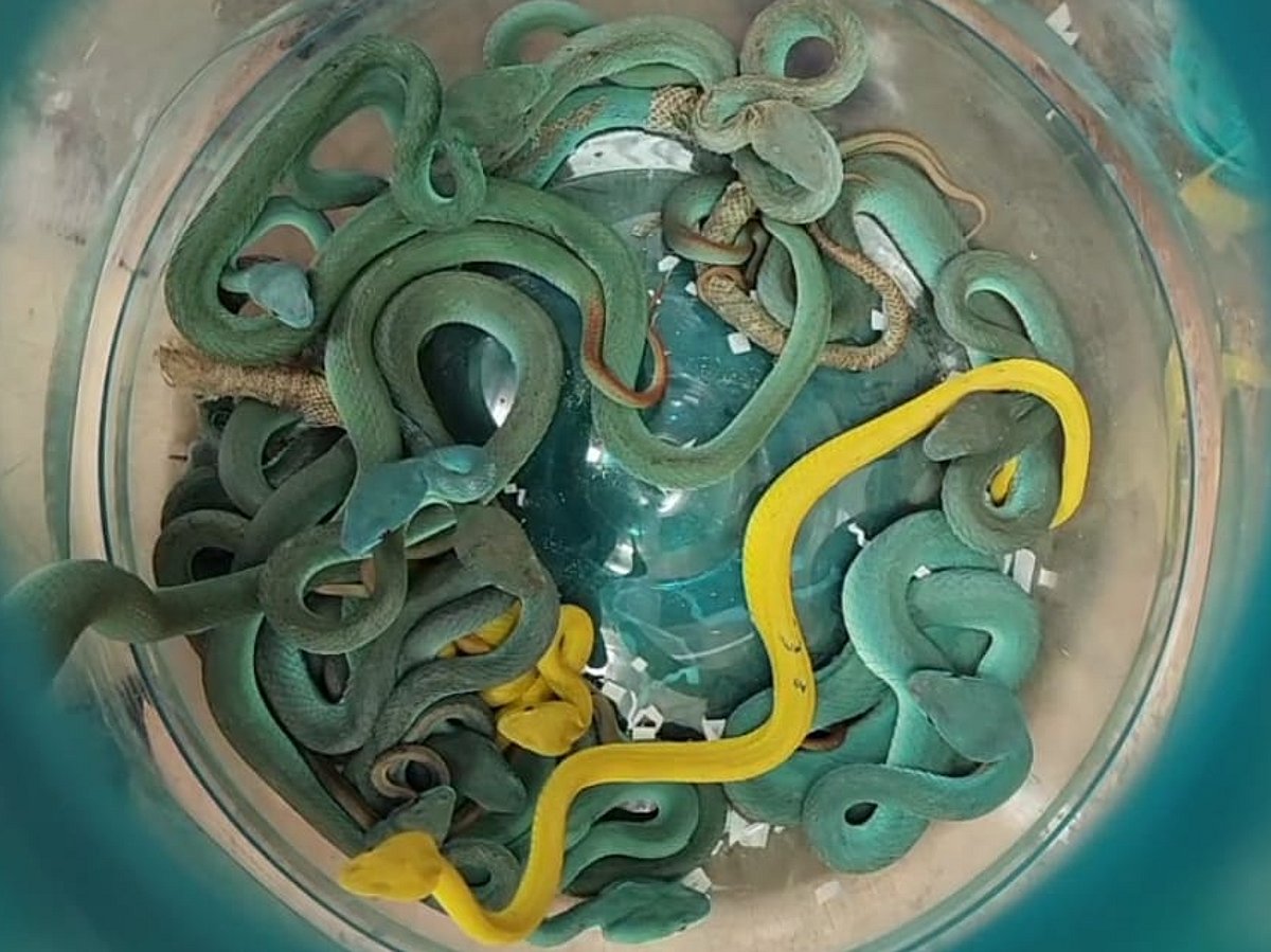 Mumbai customs seize 44 venomous snakes, turtles in major wildlife smuggling bust
