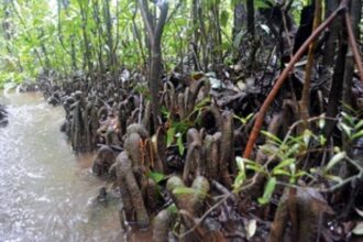 Myristica swamp in Maharashtra gets heritage site status