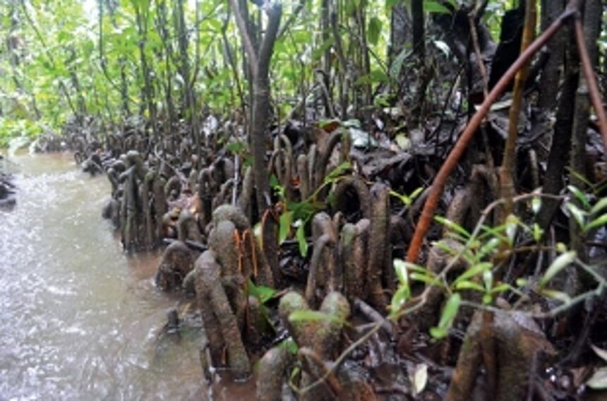 Myristica swamp in Maharashtra gets heritage site status