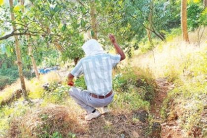 Mystery man sows seeds of passion fruit beside Canacona-Margao NH66