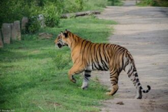 NBW defers decision on double tracking through tiger reserve
