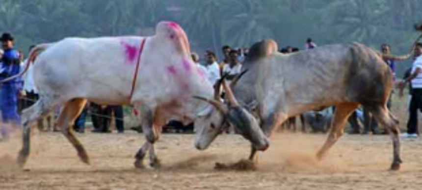 NCP assures to raise dhirio issue in LS, RS