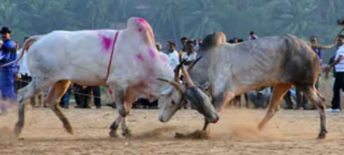 NCP assures   to raise   dhirio issue   in LS, RS