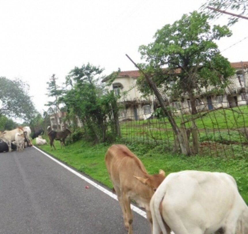 NGO appointed  to impound stray  cattle in Mapusa