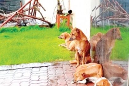 NGO caring for stray dogs