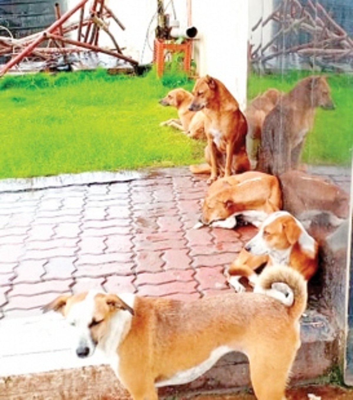 NGO caring for stray dogs