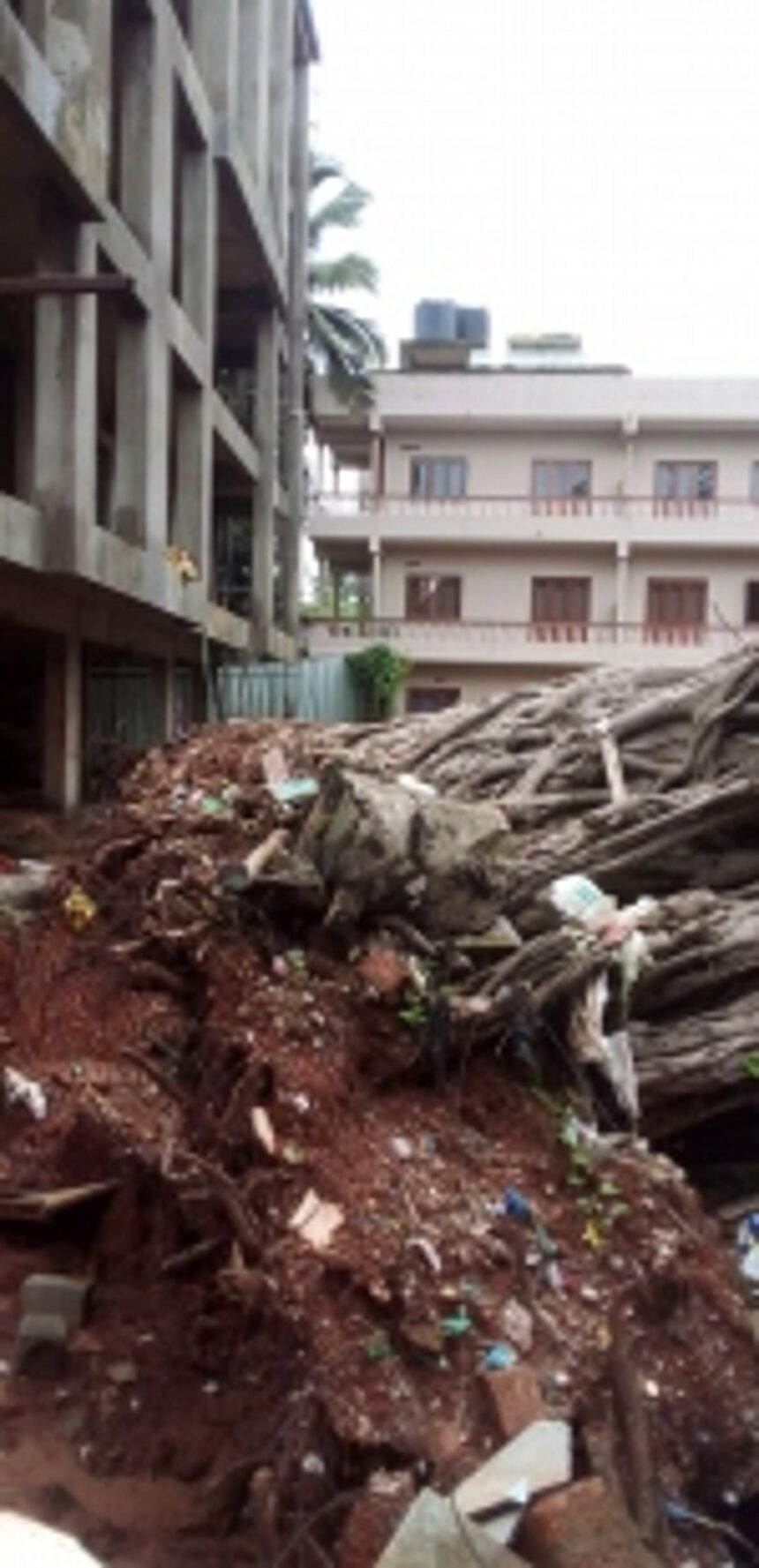 NGO wants builder’s permission revoked for ‘uprooting’ banyan tree 1 NGO wants builder’s permission revoked for ‘uprooting’ banyan tree