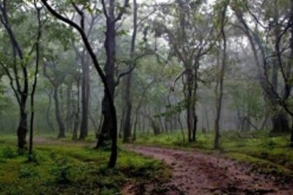 NGT annoyed as State delays private forest identification