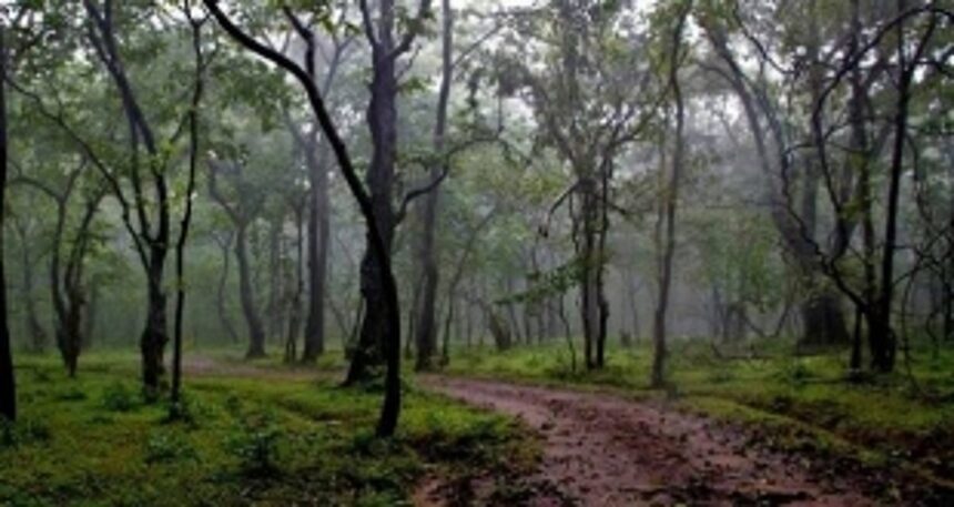 NGT annoyed as State delays private forest identification