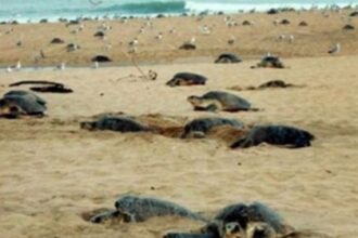 NGT bans all types of structures at turtle nesting sites