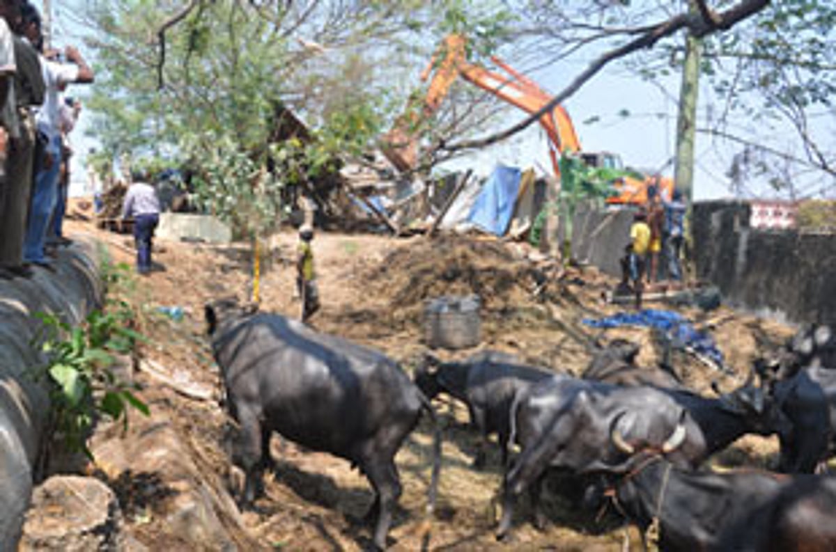 NHAI officials demolish the illegal cowsheds