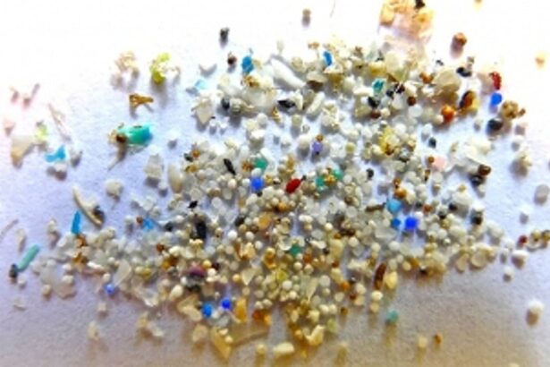 NIO study finds substantial concentration of microplastics along Eastern Arabian Sea coast