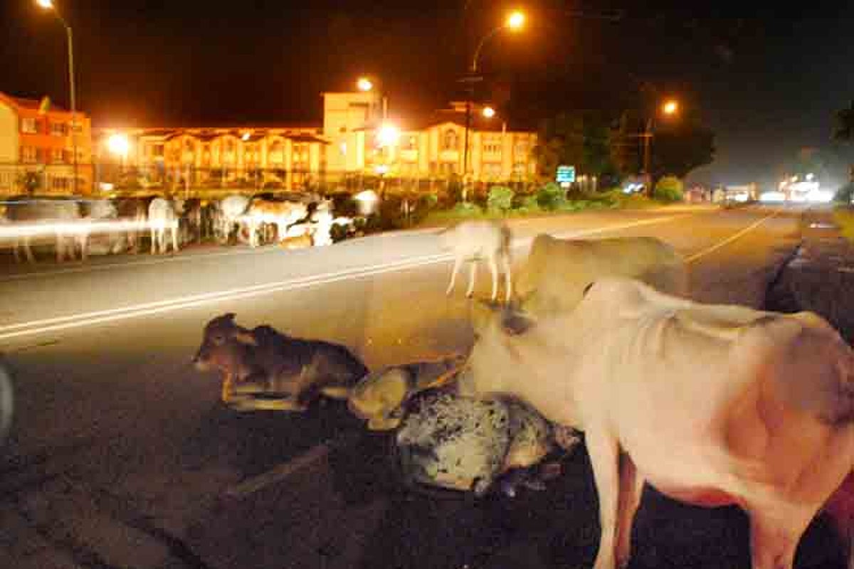 NO SPEED BREAKERS THESE! Cattle seen straying along the Bambolim highway near Goa Medical College Hospital, thus posing hindrance to traffic during night.                         Photo by Rozario Estibeiro