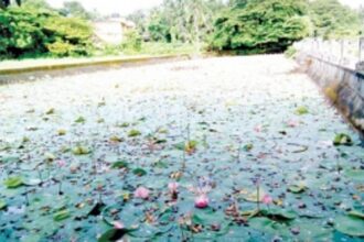 Nag Tollem in Candolim is a  mosquitoe breeding ground