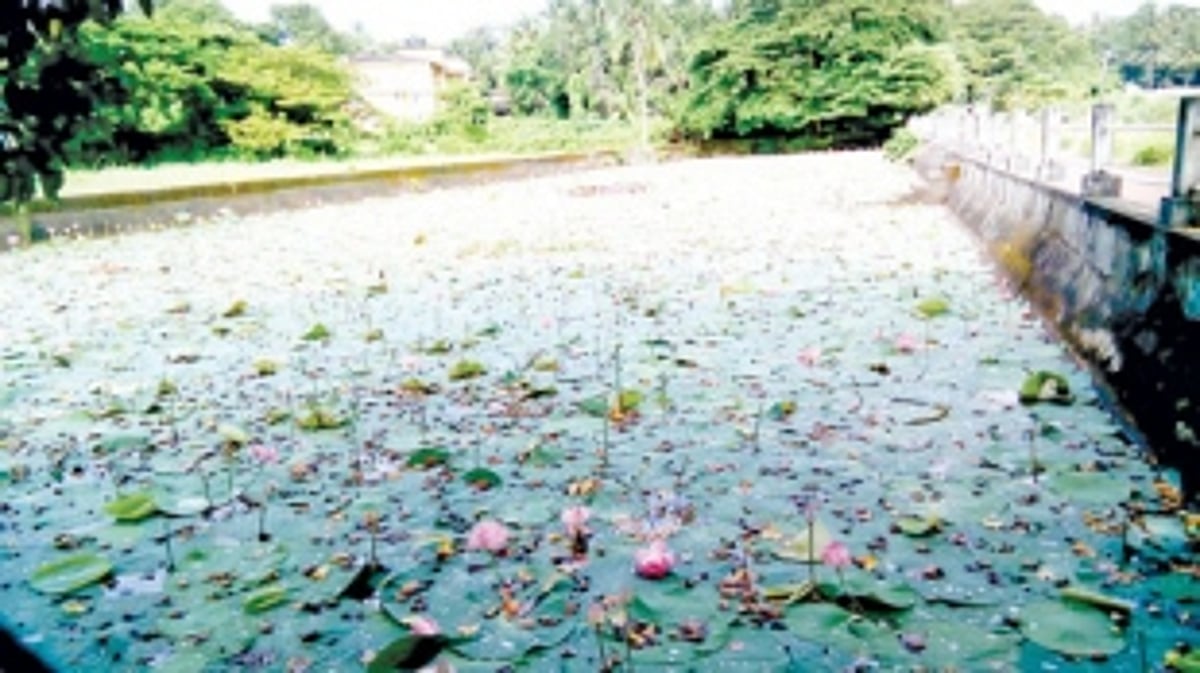 Nag Tollem in Candolim is a  mosquitoe breeding ground