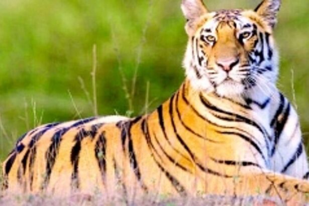 National Tiger Conservation Authority  leaves out Goa from Kalasa inspection team