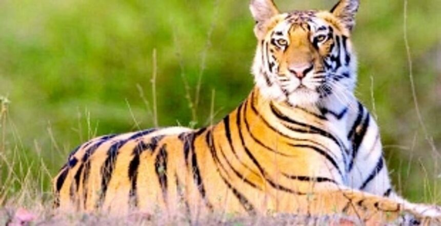 National Tiger Conservation Authority leaves out Goa from Kalasa inspection team