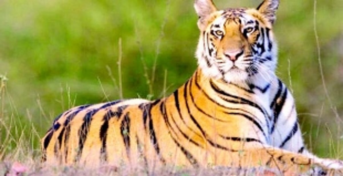 National Tiger Conservation Authority  leaves out Goa from Kalasa inspection team