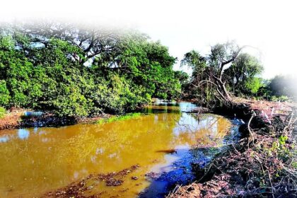National spotlight on Goa’s polluted lifeline, the Sal