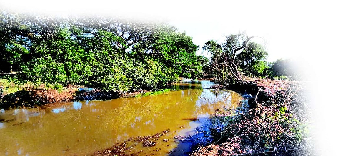 National spotlight on Goa’s polluted lifeline, the Sal