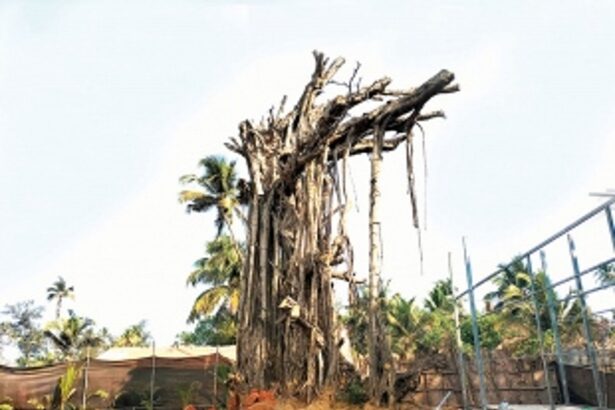 Nature lovers upset as ‘The Source’ of Arambol’s charm withers away