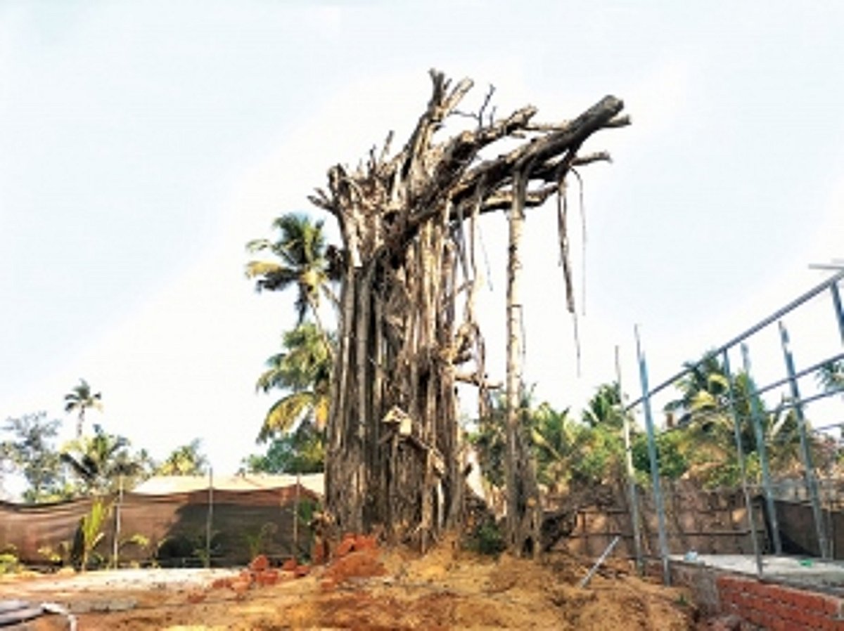 Nature lovers upset as ‘The Source’ of Arambol’s charm withers away