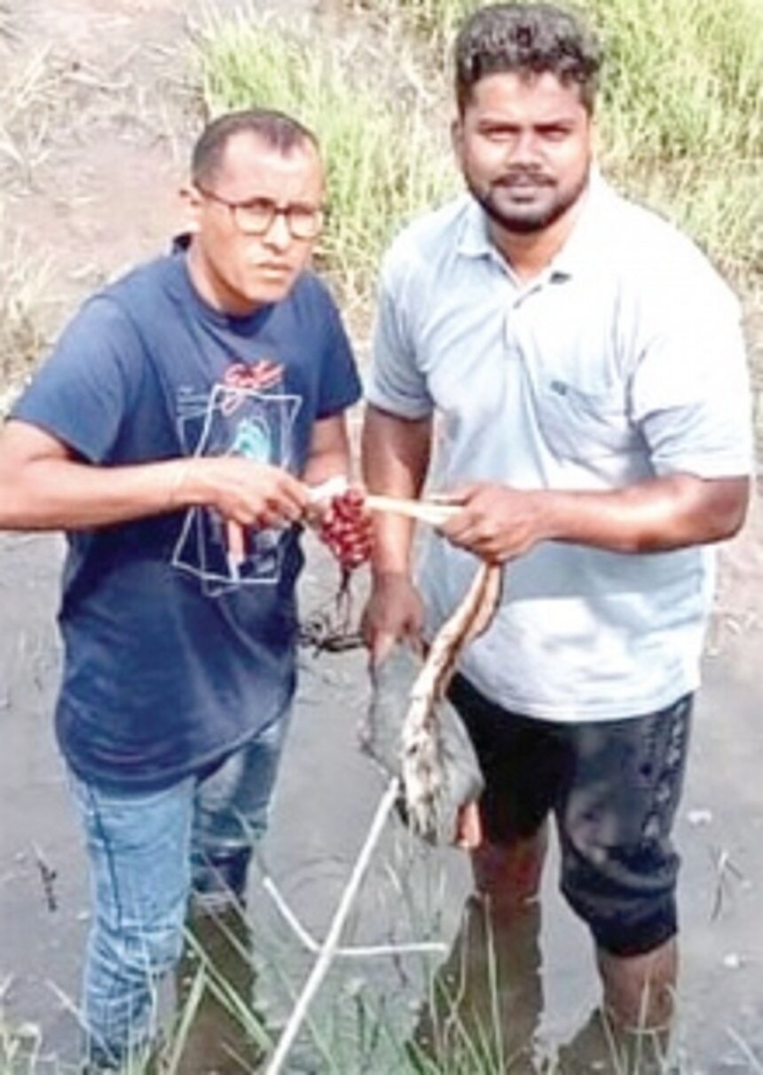 Navelim farmers help save migratory purple heron found trussed with poachers’ ribbon