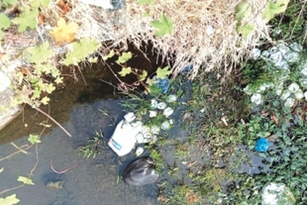 Navelim’s shame: Once-pristine rivulet now a filthy nullah choked with dirty diapers, chicken carcasses