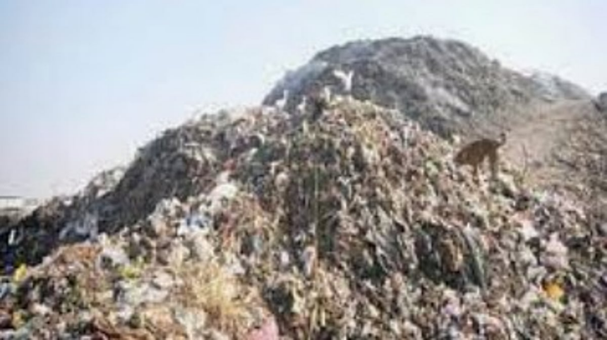 Neglected Saplings Raise Doubts Over Sonsoddo Urban Forest Project in Margao 1 Neglected Saplings Raise Doubts Over Sonsoddo Urban Forest Project in Margao