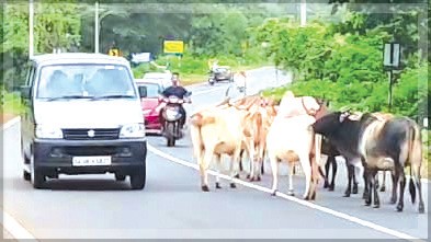 Negligence Blamed for Death of Man Gored by Stray Buffalo in Cuncolim