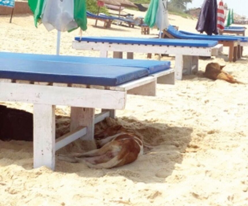 Neither taxis nor GST, foreigners blame stringent visa rules for drop in arrivals