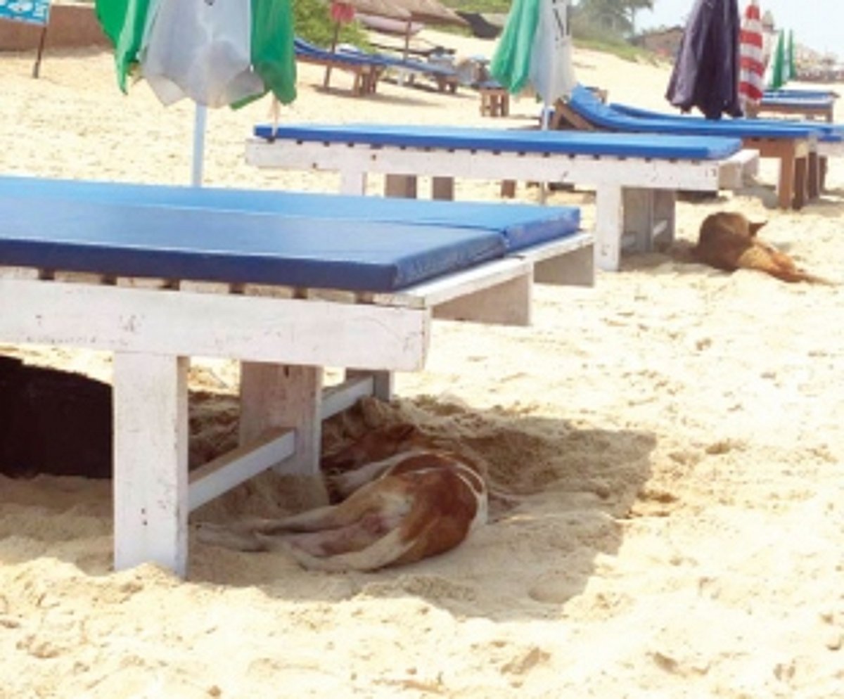 Neither taxis nor GST, foreigners blame stringent visa rules for drop in arrivals