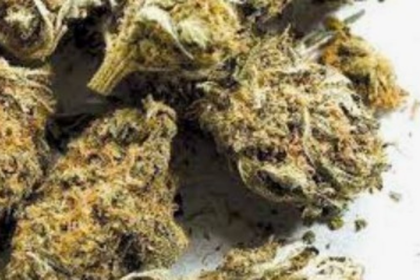 Nepali National Arrested in Calangute with Ganja Worth ₹65,000