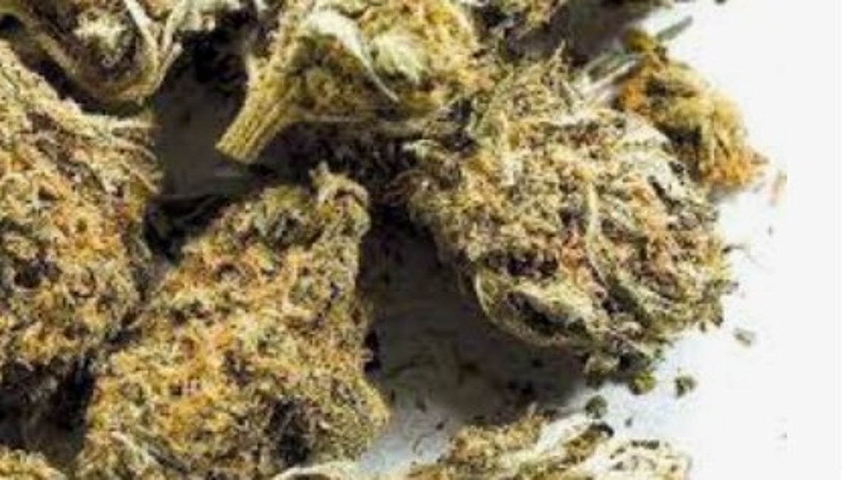 Nepali National Arrested in Calangute with Ganja Worth ₹65,000