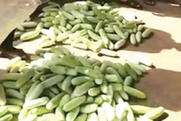 Netravali farmers irked as horticulture  centre rejects ‘oversized’ cucumbers