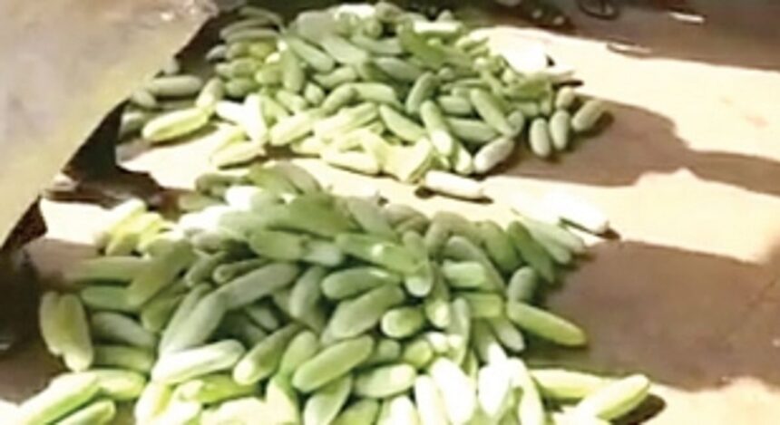 Netravali farmers irked as horticulture  centre rejects ‘oversized’ cucumbers