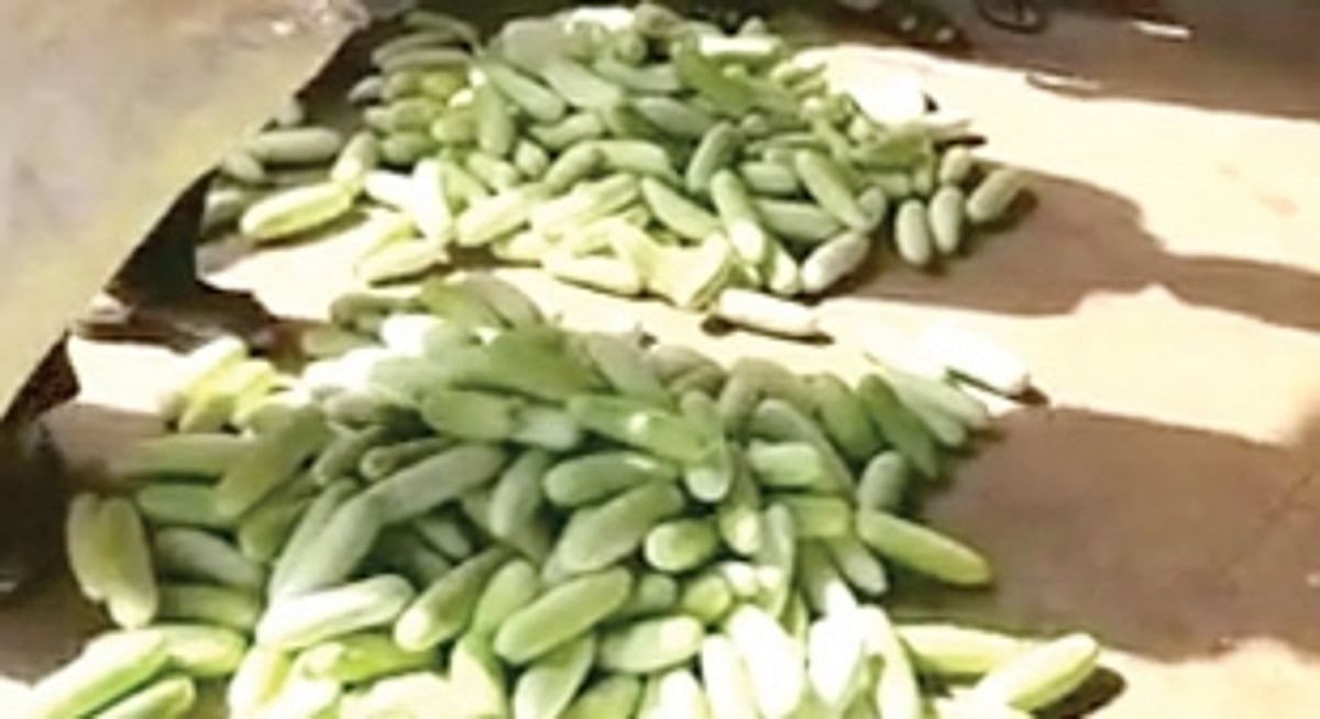 Netravali farmers irked as horticulture  centre rejects ‘oversized’ cucumbers