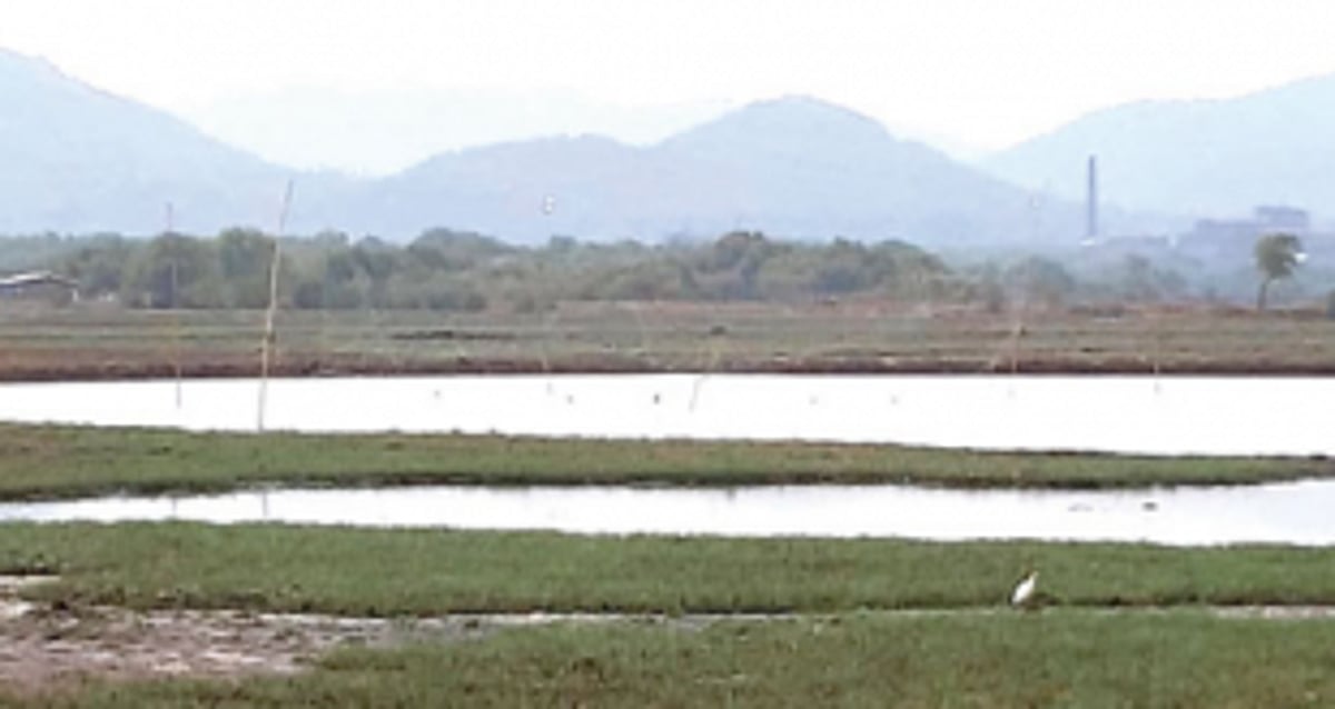 Nets violating wildlife removed from Raia