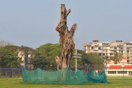 New Shoots Bring Hope for Translocated Banyan Tree in Campal