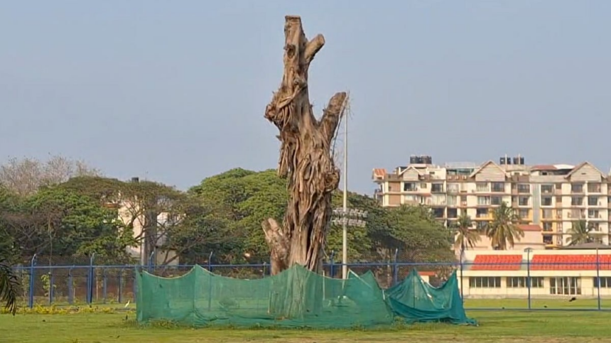 New Shoots Bring Hope for Translocated Banyan Tree in Campal 1 New Shoots Bring Hope for Translocated Banyan Tree in Campal