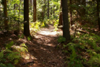 New bypass from Walshi to Sarvan will affect bio-diversity: ARS