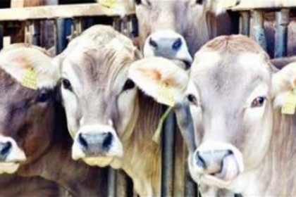 New deal for animals - Animal Health and Welfare Policy