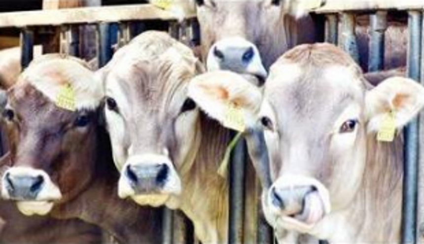 New deal for animals - Animal Health and Welfare Policy 1 New deal for animals - Animal Health and Welfare Policy