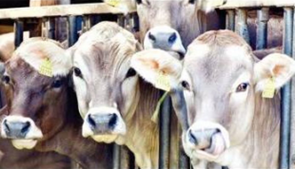 New deal for animals - Animal Health and Welfare Policy