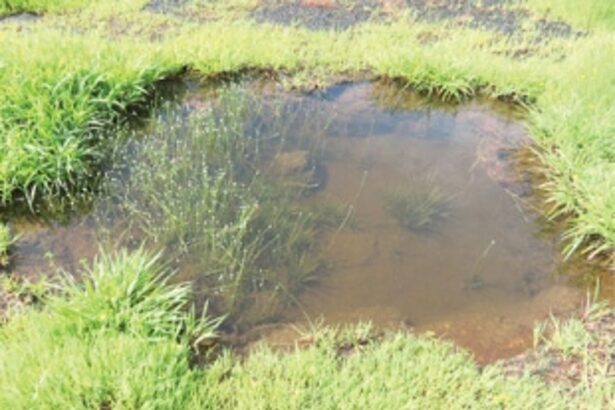 New flowering plant species ‘Eriocaulon goaense’ discovered on Goa’s lateritic plateaus