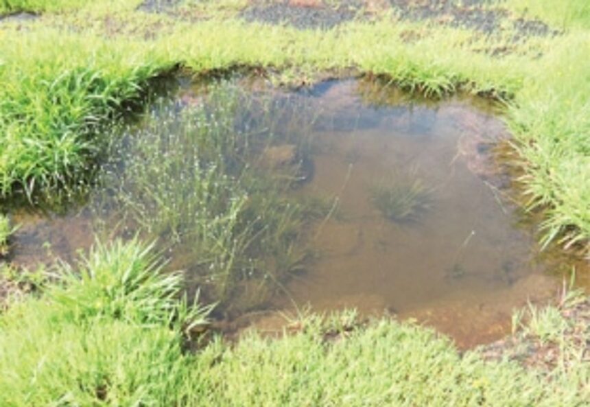 New flowering plant species ‘Eriocaulon goaense’ discovered on Goa’s lateritic plateaus