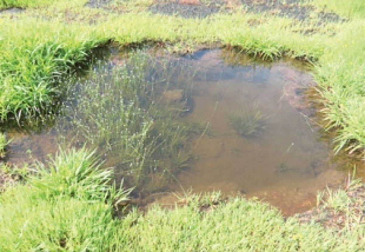 New flowering plant species ‘Eriocaulon goaense’ discovered on Goa’s lateritic plateaus