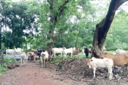 New speed breakers – potholes and stray cattle